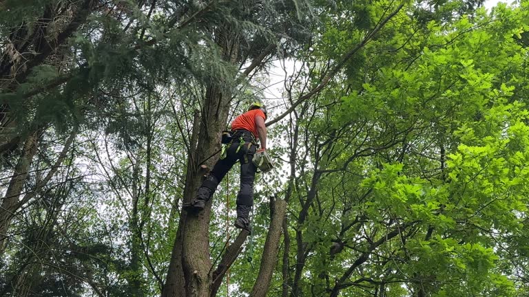 Professional Tree Removal in Lakeview, NY