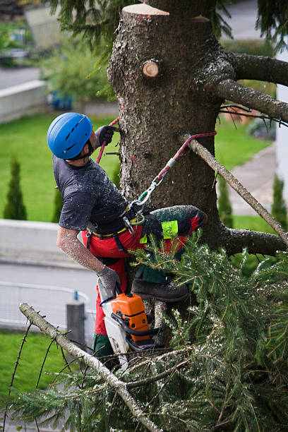 Best Emergency Tree Removal  in Lakeview, NY