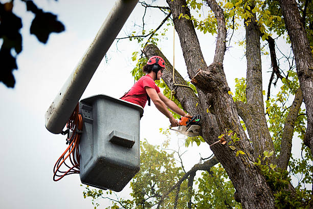 Best Tree Trimming and Pruning  in Lakeview, NY