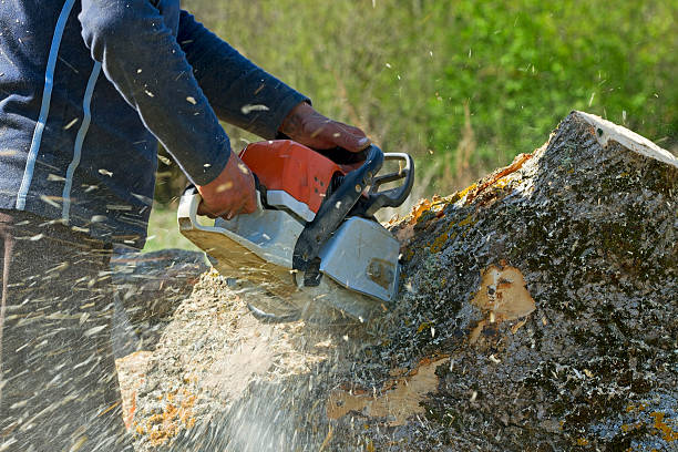 Best Root Management and Removal  in Lakeview, NY